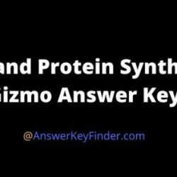 Rna protein synthesis gizmo answers