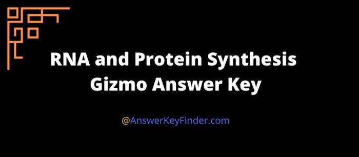 Rna protein synthesis gizmo answers