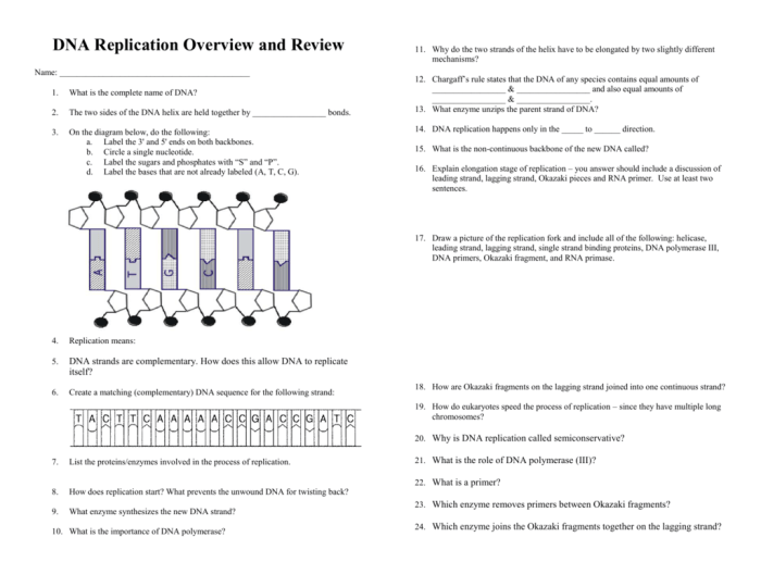 Dna replication an overview worksheet answers