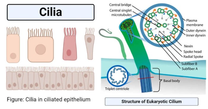 Small hair-like structures used for movement or sensing things