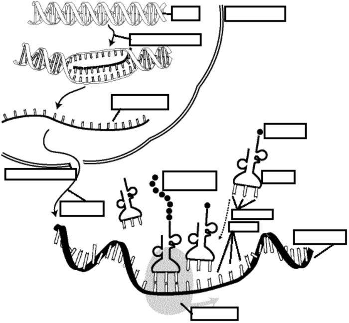 Dna replication an overview worksheet answers