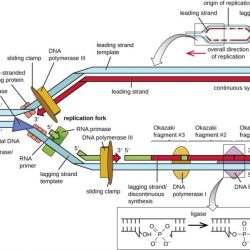 Dna replication an overview worksheet answers