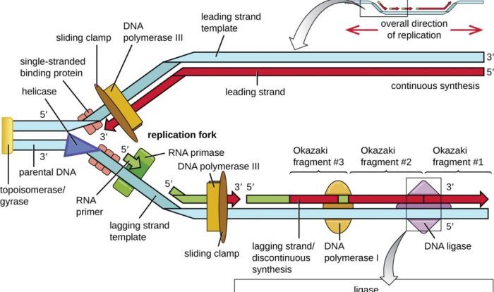 Dna replication an overview worksheet answers