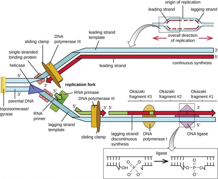 Dna replication an overview worksheet answers