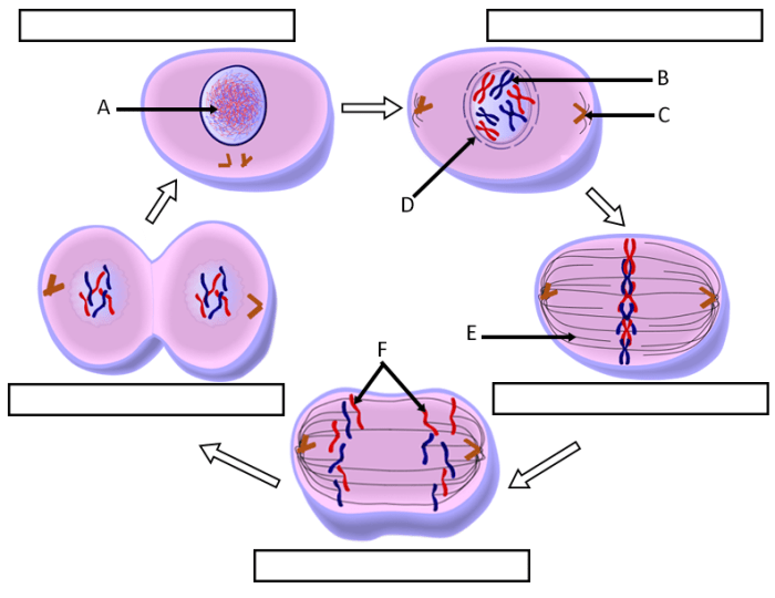 Cell cycle coloring worksheet answers