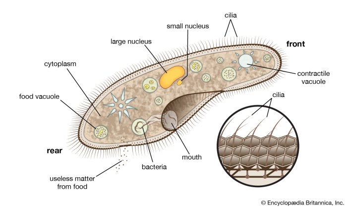 Cilia structure flagella between types vs functions definition examples formation differences read also