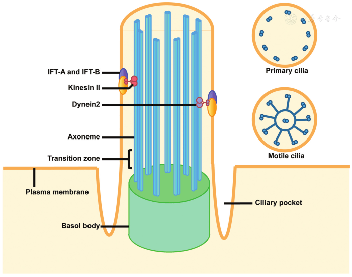 Cilia paramecium cilium bacteria vastly contractile proves britannica