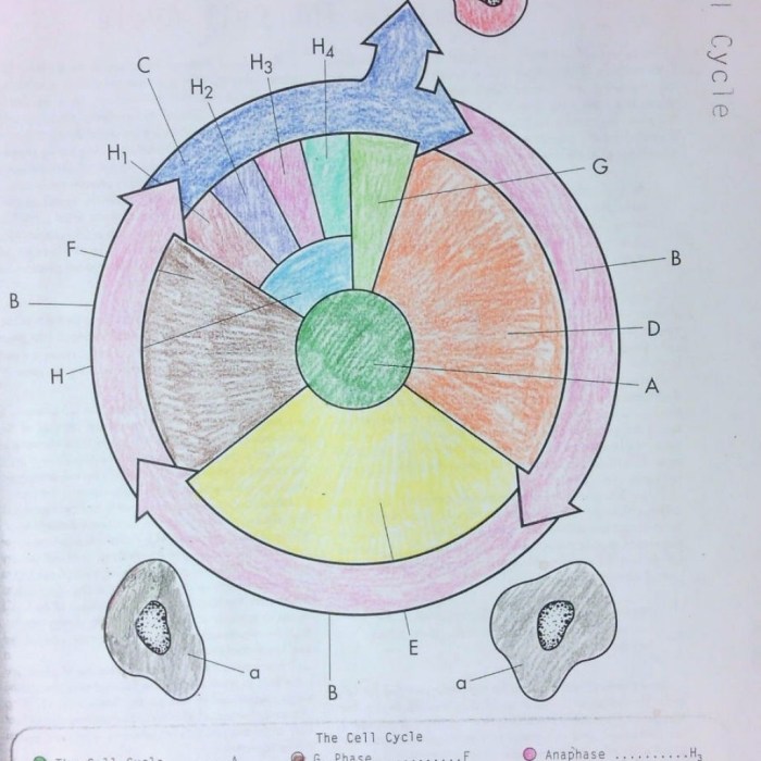 Cell cycle coloring worksheet answers